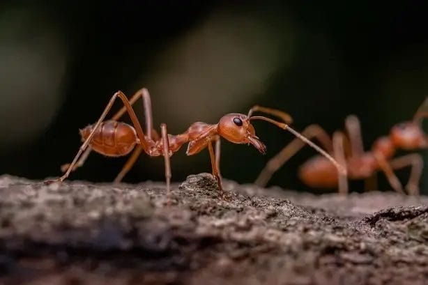 Ants