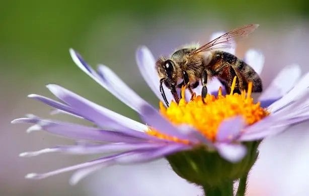 Wasp on flower