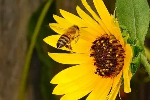 Bee on flower