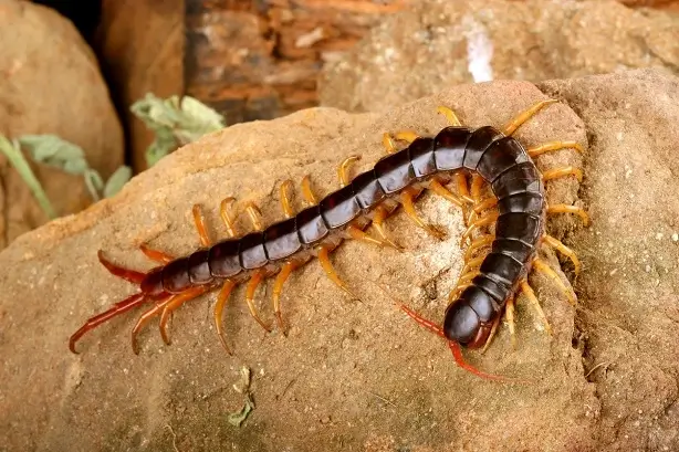 Centipedes