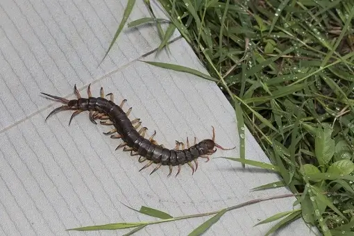 centipedes