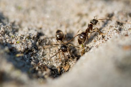 ant nest at home