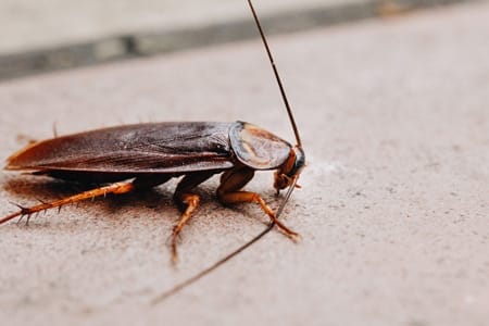 cockroach on concrete pavement