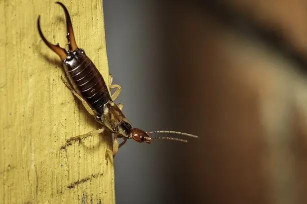 Earwig