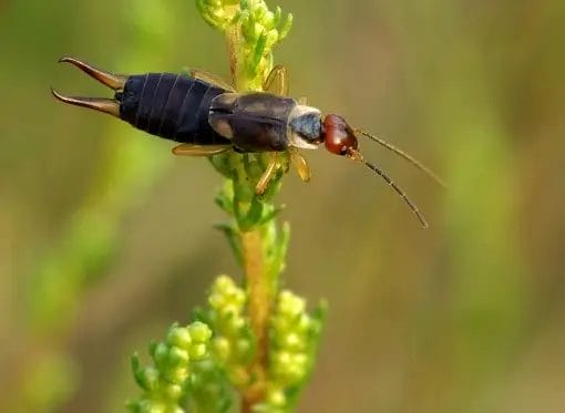 Earwig