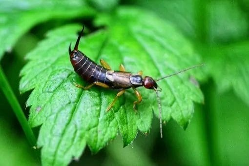 Earwig