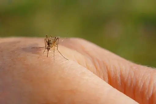 Mosquito biting