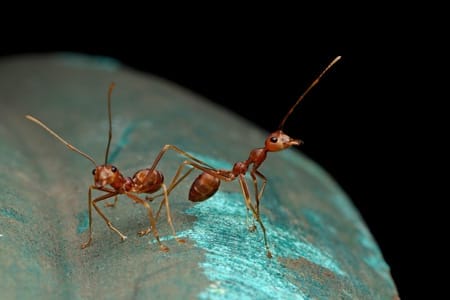 ant removal at home