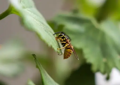 Yellow Jacket