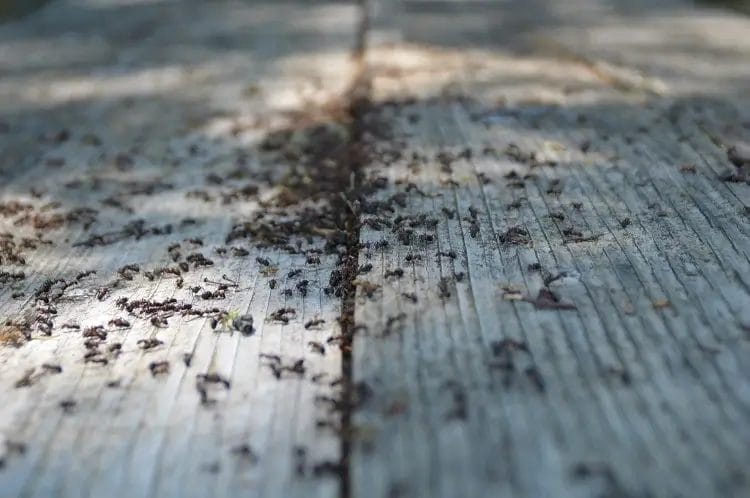ants on a wooden rustic table