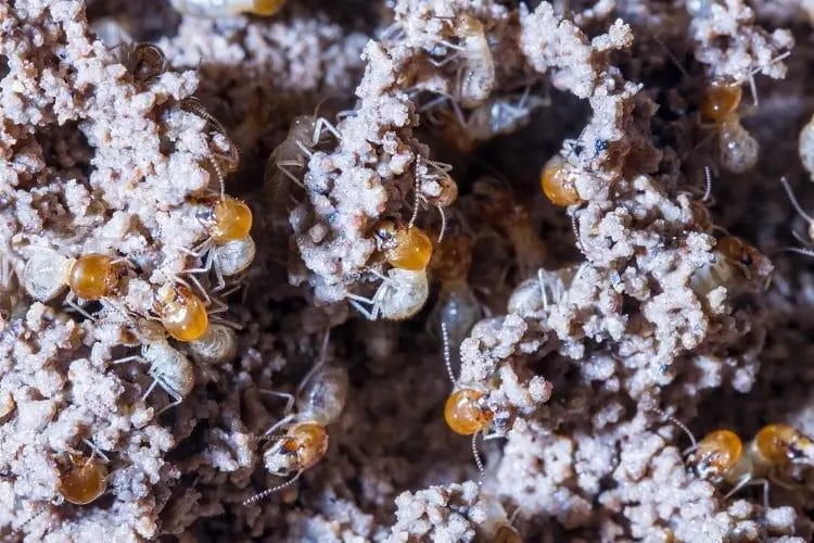 Close up of termites