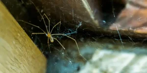 The Longbodied Cellar Spider
