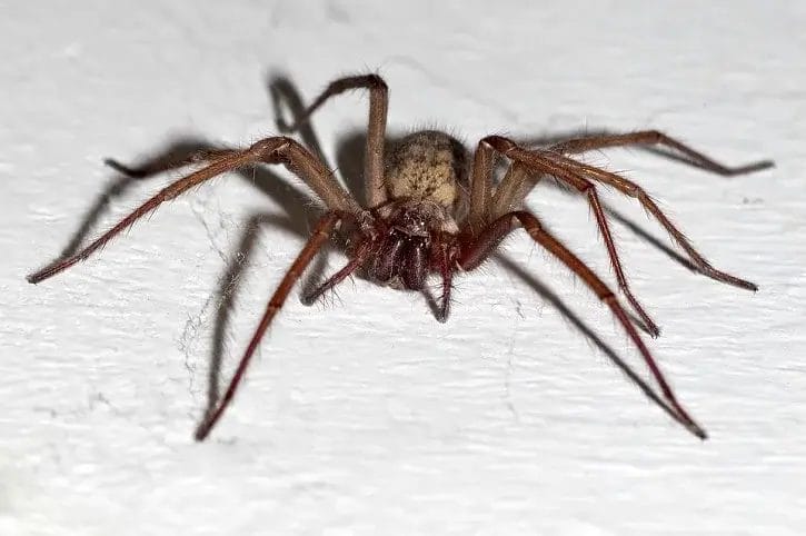 giantcrab spider
