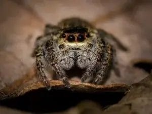 jumping spider