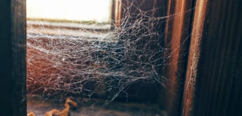 spider-web-inside-house