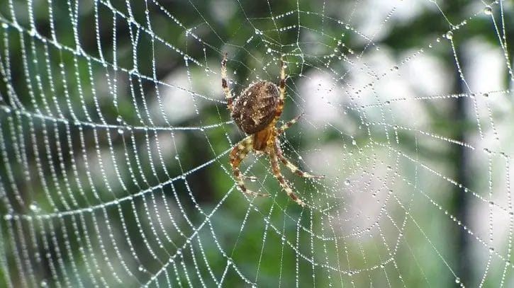 spin web spider