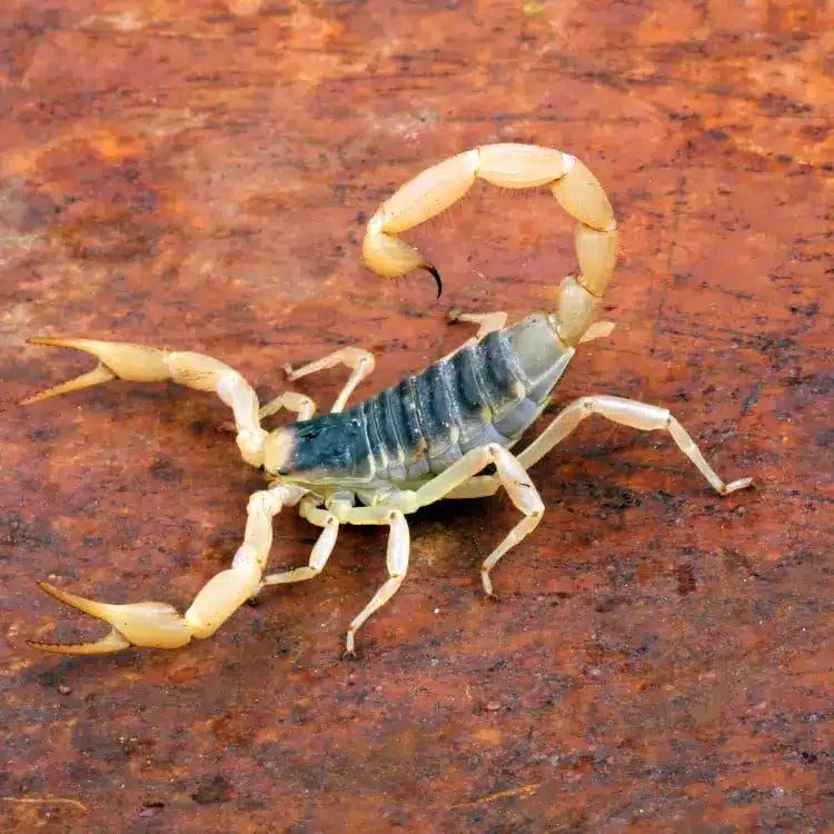 Desert Hairy Scorpion