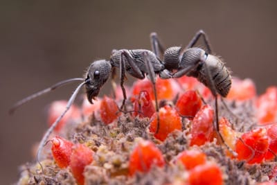 ant control service at home