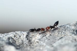 cocktail ants control
