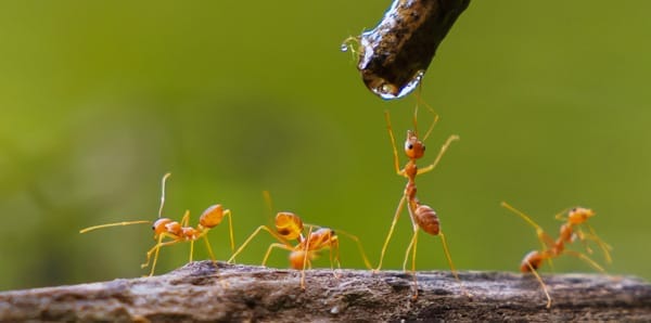 red ant drinking water