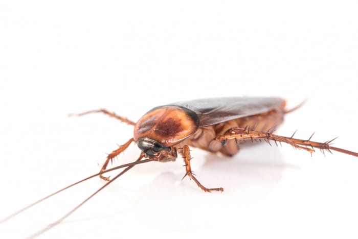 cockroach white background