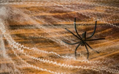 Top 5 Effective Methods to Keep Spiders Out of Your Texas Home