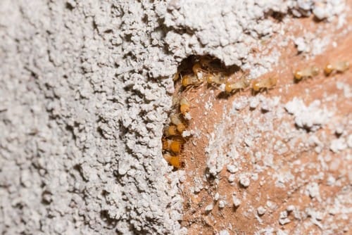 termites-damaged-wall