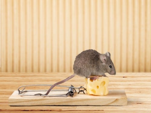 Grey mouse and Mouse trap with cheese