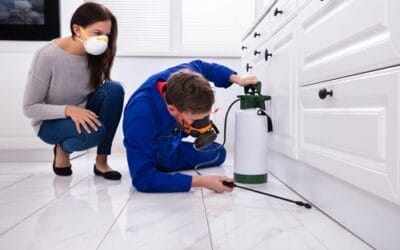 Texas Home Pest Inspection Tips & Strategies: Essential Advice