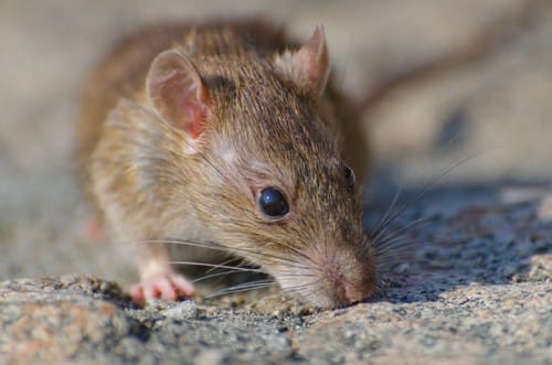 brown-rat-concrete-ground