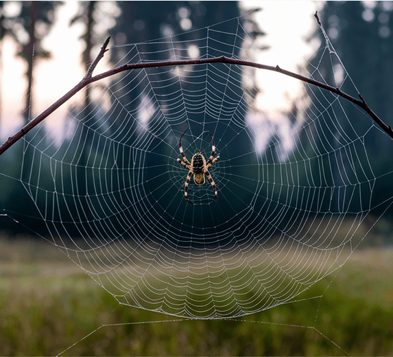 what_you_need_to_know_spider