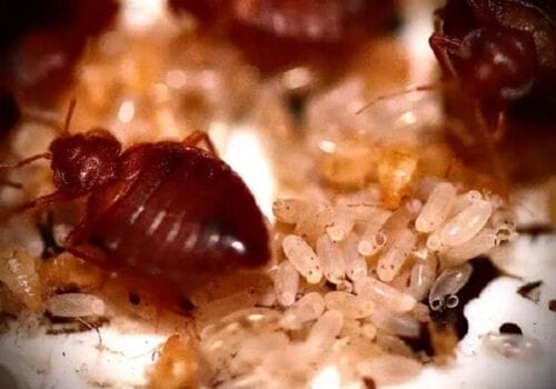 Close-up of adult bed bugs and cluster of eggs, common sign of infestation in Texas homes