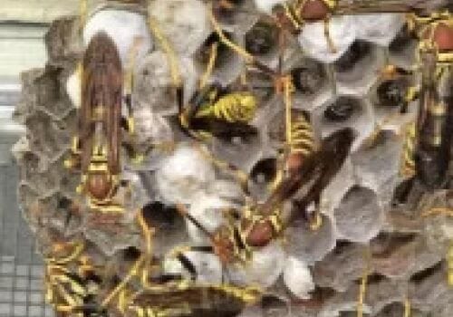 Wasp pest control service provided by Texas Bee Line, specialists in safe and effective wasp removal